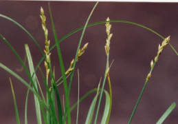 Carex guestphalica