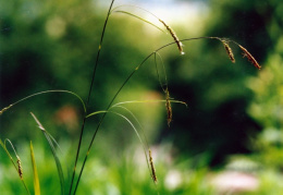 Carex sylvatica