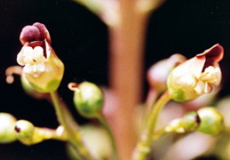 Scrophularia nodosa, Scrophulaire noueuse