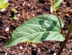 Scrophularia nodosa, Scrophulaire noueuse
