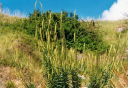 Reseda luteola