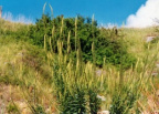 Reseda luteola