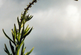 Reseda luteola