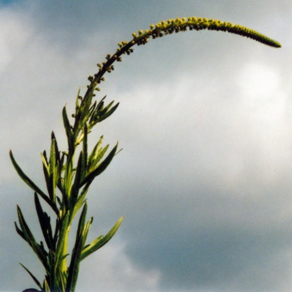 20010600_delemont_ballastiere_reseda_luteola_02.jpg