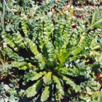 Reseda luteola