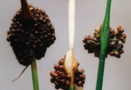 Juncus conglomeratus, Jonc aggloméré