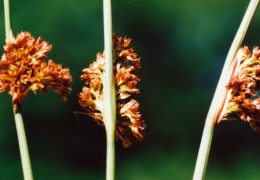 Juncus conglomeratus, Jonc aggloméré