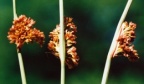 Juncus conglomeratus, Jonc aggloméré