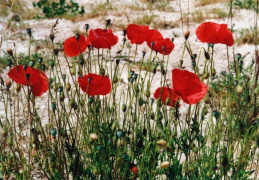 Papaver rhoeas, Coquelicot