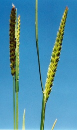 Cynosurus cristatus