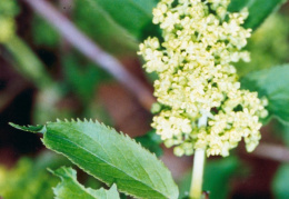 Sambucus racemosa, Sureau à grappes