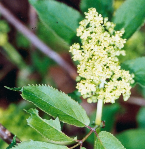 20010600_glovelier_sambucus_racemosa_01.jpg