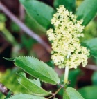 Sambucus racemosa, Sureau à grappes