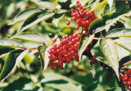 Sambucus racemosa, Sureau à grappes