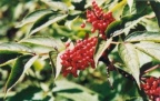 Sambucus racemosa, Sureau à grappes