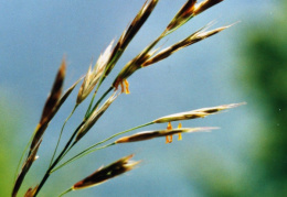 Bromus erectus