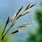 Bromus erectus