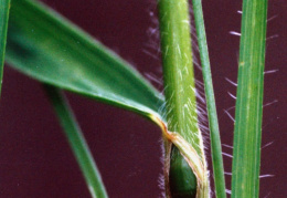 Bromus erectus