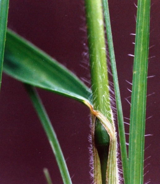 20010600_grandval_bromus_erectus_02.jpg