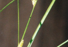 Carex remota