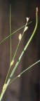 Carex remota