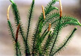 Lycopodium annotinum, Lycopode à rameaux d'un an