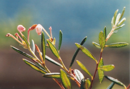 Andromeda polifolia