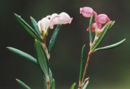 Andromeda polifolia