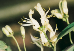 Lonicera xylosteum, Chèvrefeuille des haies