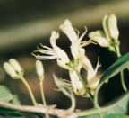 Lonicera xylosteum, Chèvrefeuille des haies