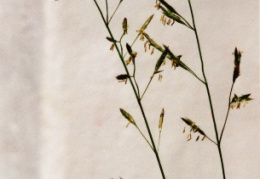 Festuca rubra