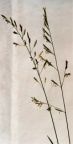 Festuca rubra