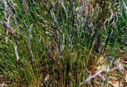 Festuca rubra