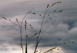 Melica uniflora