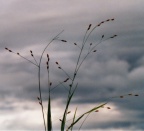 Melica uniflora