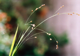 Melica uniflora