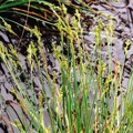 20010600_saignelegier_la-gruere_carex-canescens_01.jpg