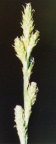 Carex canescens
