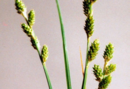 Carex canescens