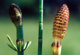 Equisetum fluviatile, Prêle des eaux courantes