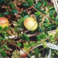 20010600_saignelegier_la-gruere_vaccinium_oxycoccos_01.jpg
