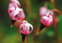 Vaccinium oxycoccos