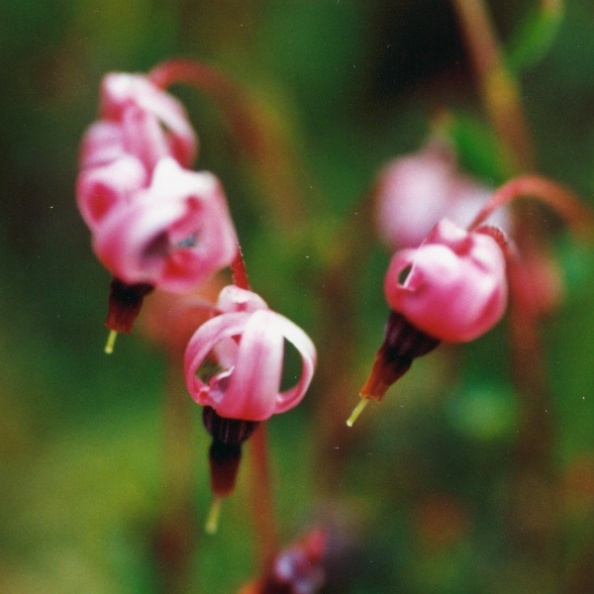 20010600_saignelegier_la-gruere_vaccinium_oxycoccos_02.jpg