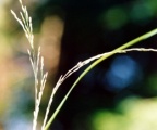 Poa nemoralis