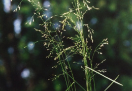 Poa nemoralis