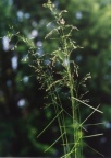 Poa nemoralis