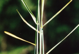 Poa nemoralis