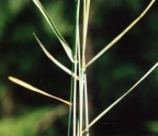 Poa nemoralis
