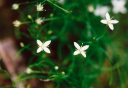 Moehringia muscosa