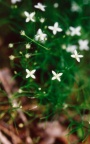Moehringia muscosa